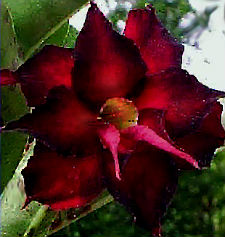 (image for) Adenium Obesum Double Black Beauty 5 Seeds